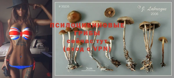 сатива Аркадак